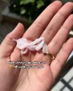 لوسیون زیبا مارشمالو صورتی برند سادور کد 5224 - فروشگاه عمده لوازم آرایشی کالای سید